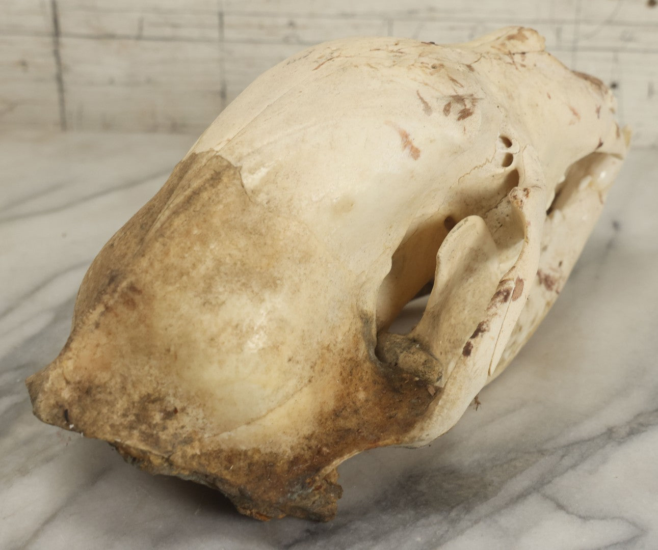 Lot 005 - Unmounted Black Bear Taxidermy Skull (A - Larger)