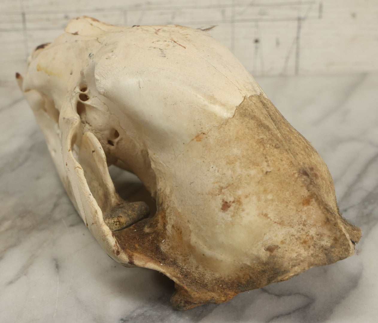 Lot 005 - Unmounted Black Bear Taxidermy Skull (A - Larger)