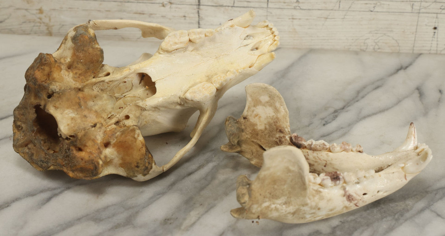 Lot 005 - Unmounted Black Bear Taxidermy Skull (A - Larger)