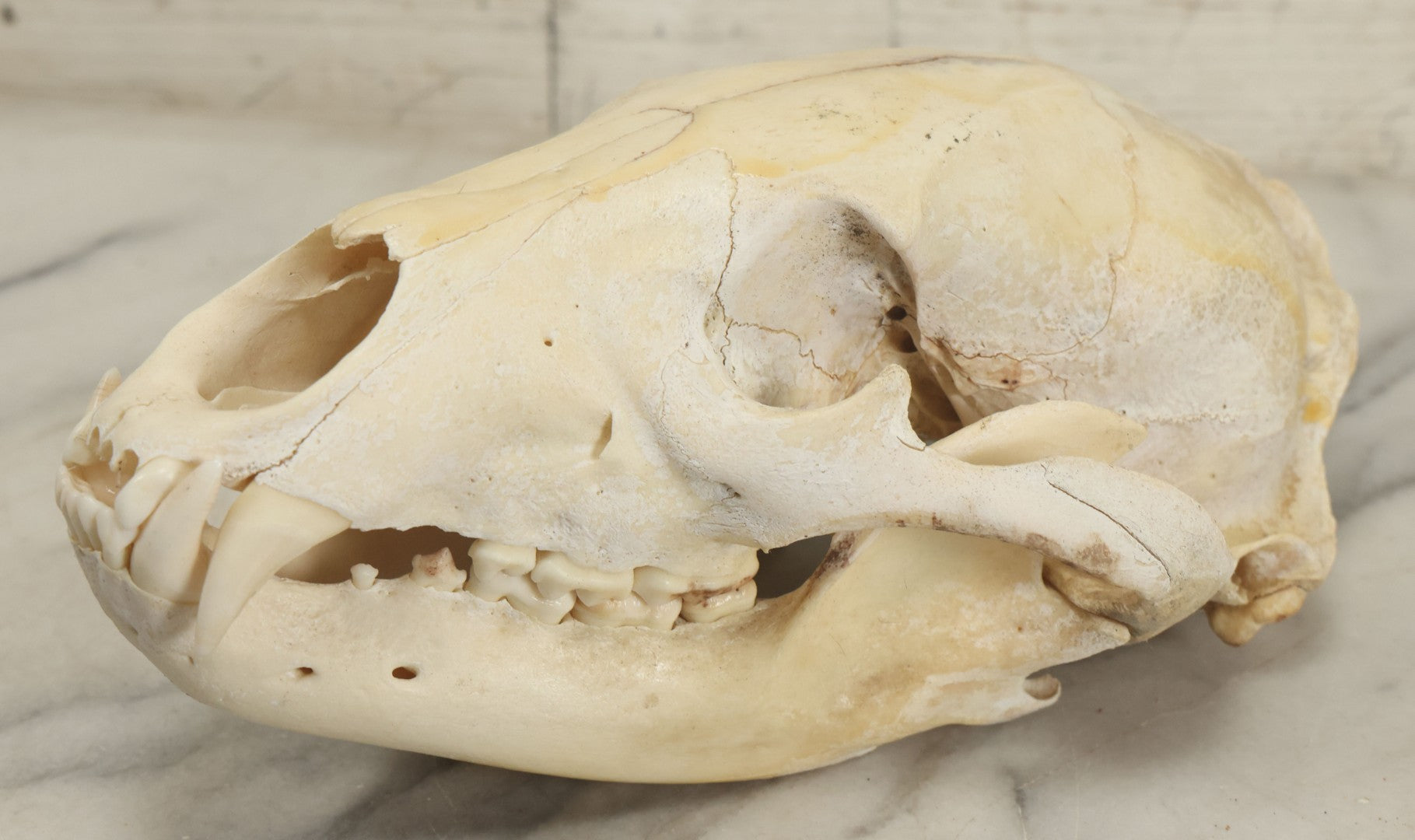 Lot 006 - Unmounted Black Bear Taxidermy Skull (B - Smaller)