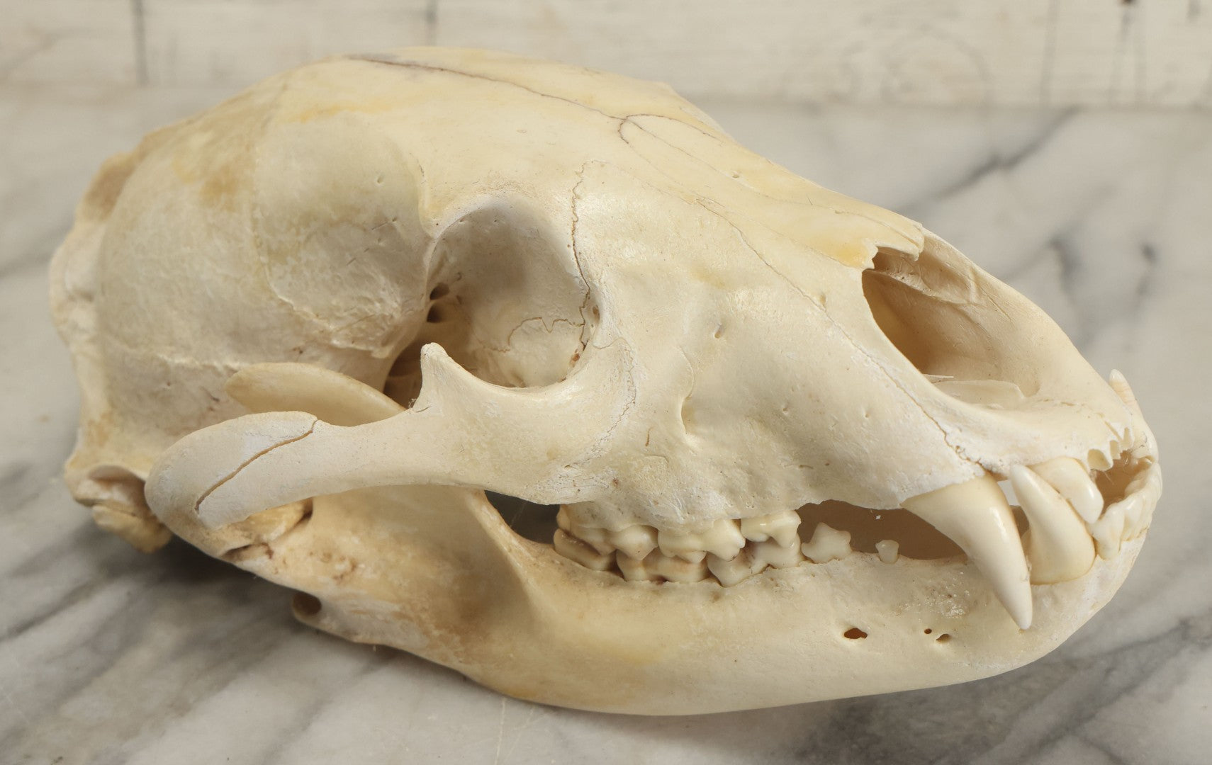 Lot 006 - Unmounted Black Bear Taxidermy Skull (B - Smaller)
