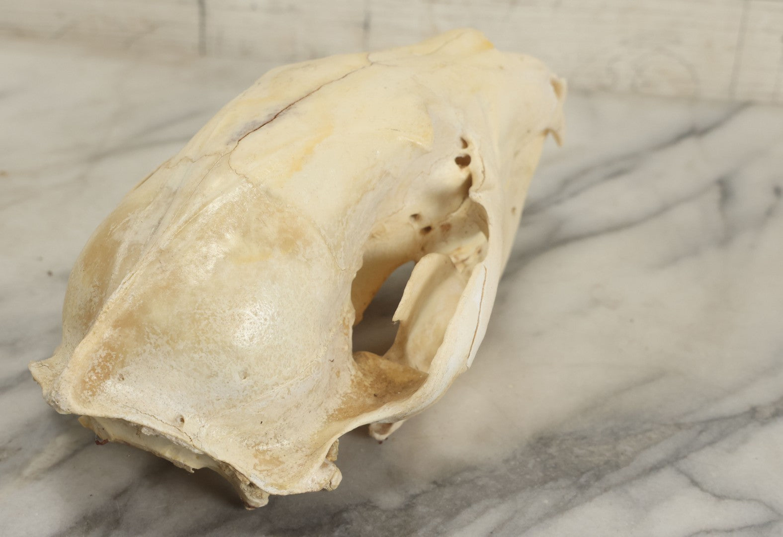 Lot 006 - Unmounted Black Bear Taxidermy Skull (B - Smaller)