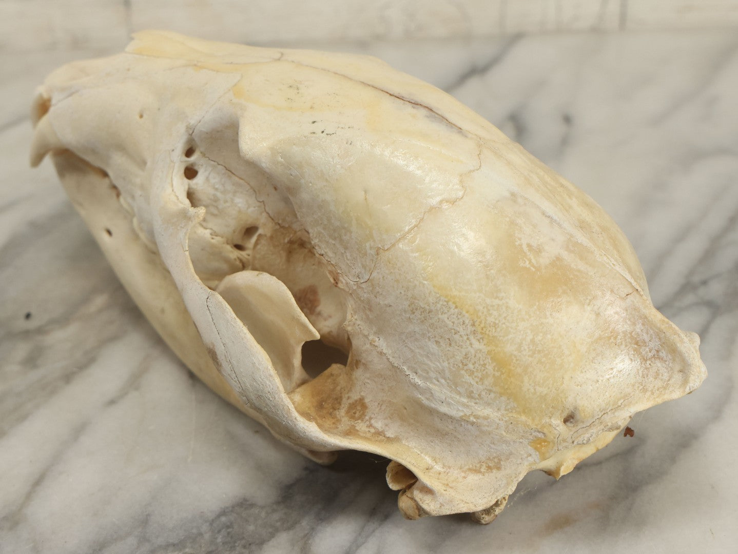 Lot 006 - Unmounted Black Bear Taxidermy Skull (B - Smaller)
