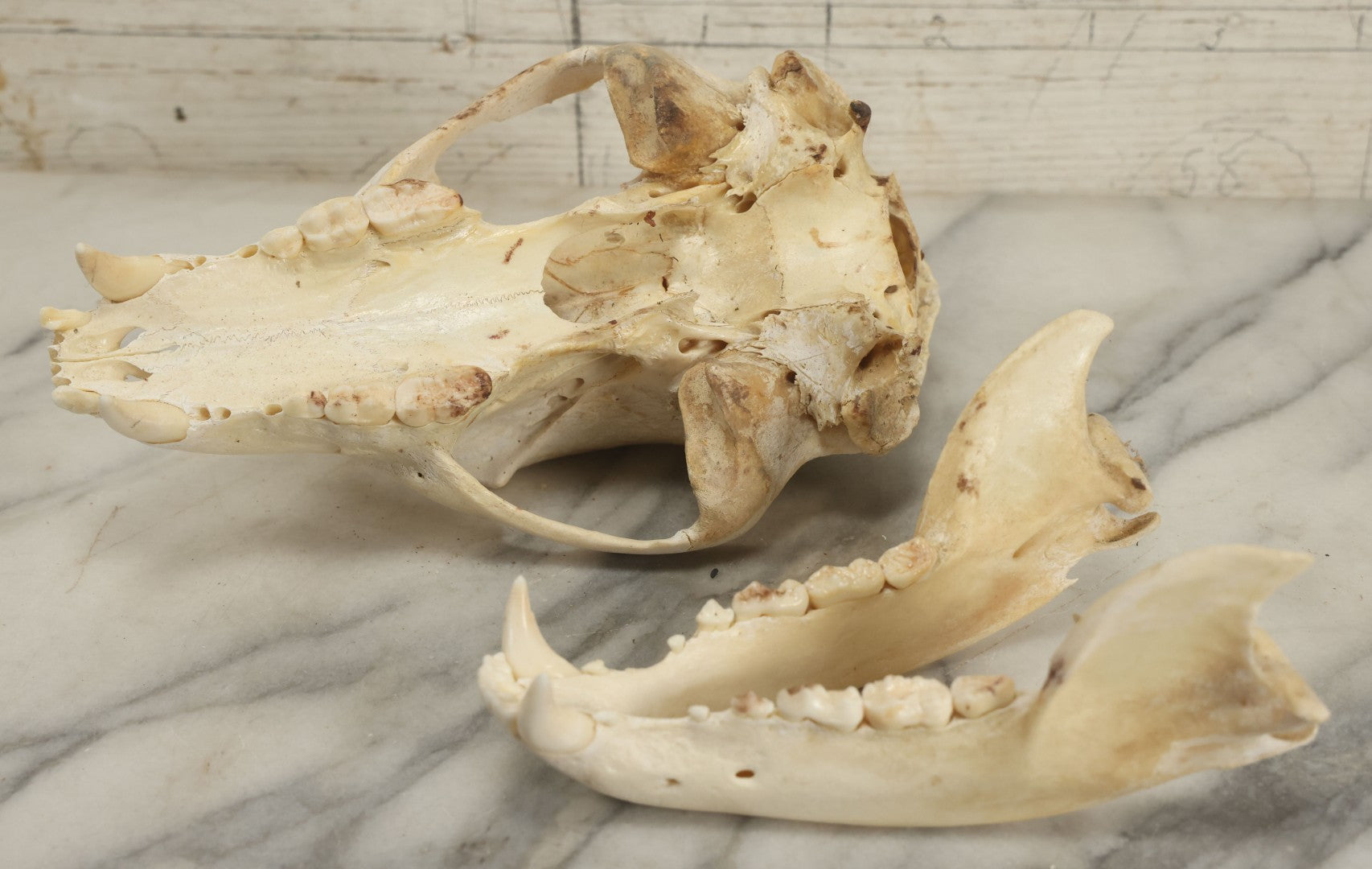 Lot 006 - Unmounted Black Bear Taxidermy Skull (B - Smaller)