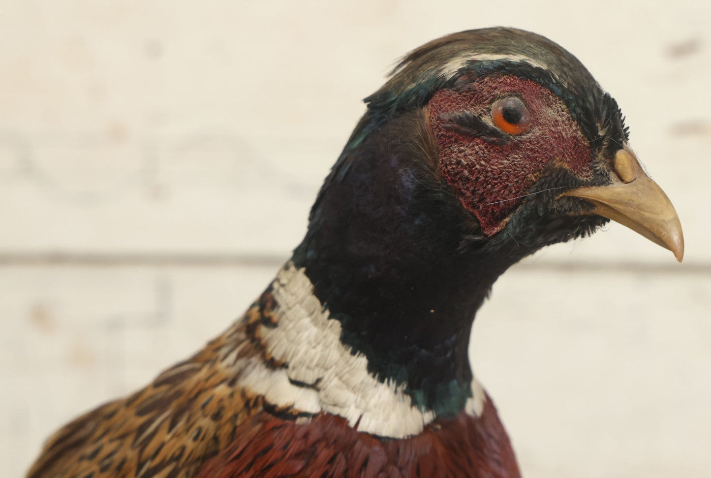Lot 007 - Vintage Standing Pheasant Taxidermy On Base