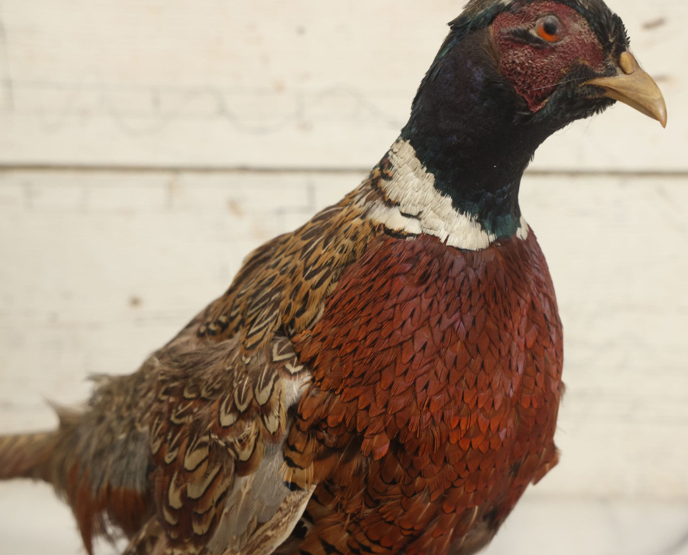 Lot 007 - Vintage Standing Pheasant Taxidermy On Base