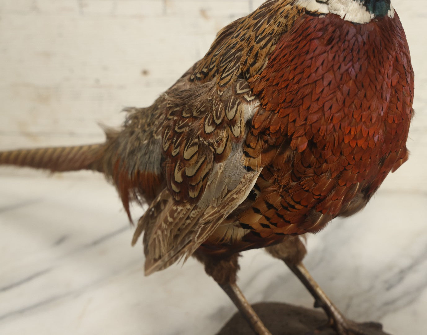 Lot 007 - Vintage Standing Pheasant Taxidermy On Base