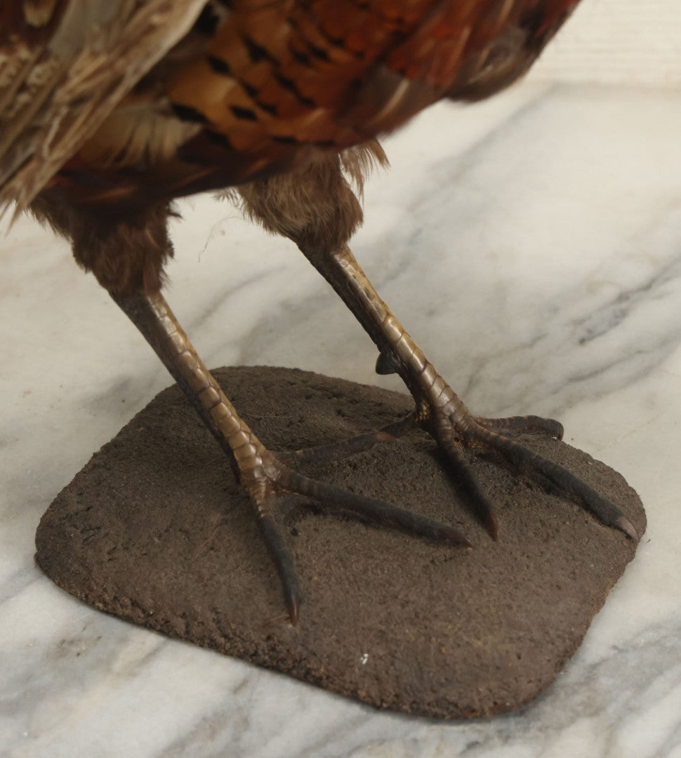 Lot 007 - Vintage Standing Pheasant Taxidermy On Base