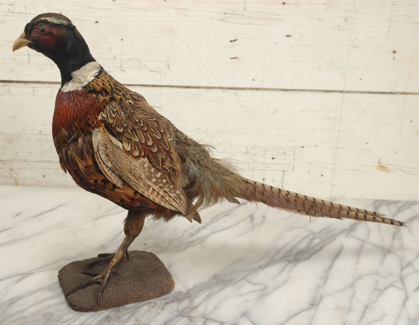 Lot 007 - Vintage Standing Pheasant Taxidermy On Base