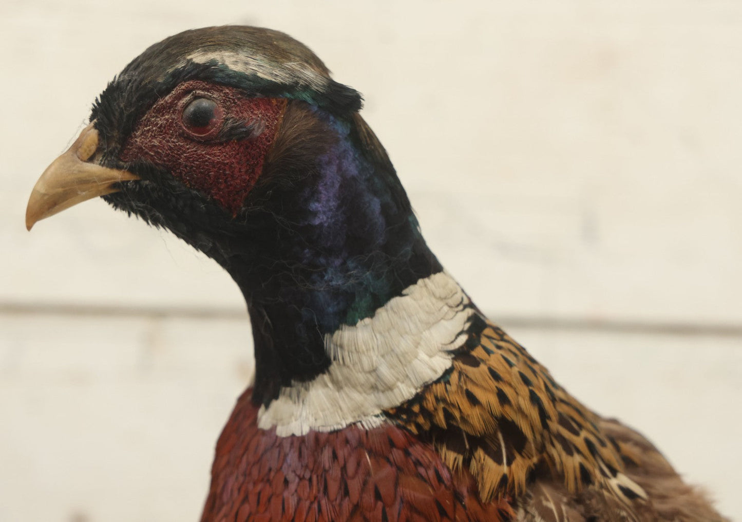 Lot 007 - Vintage Standing Pheasant Taxidermy On Base