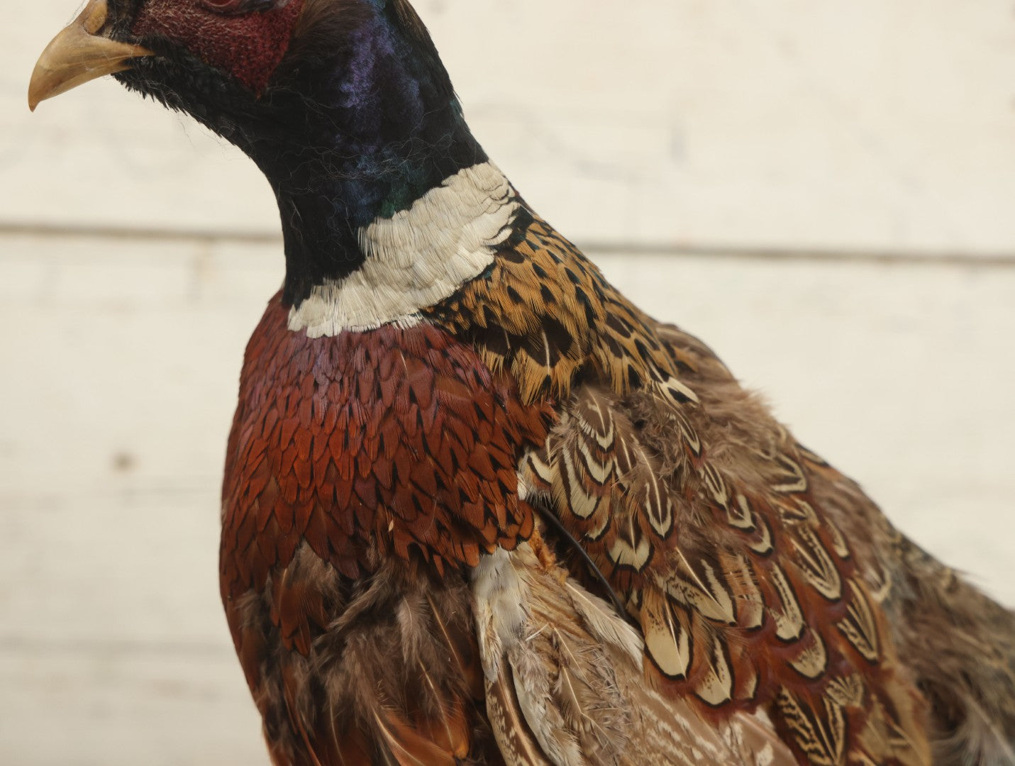 Lot 007 - Vintage Standing Pheasant Taxidermy On Base