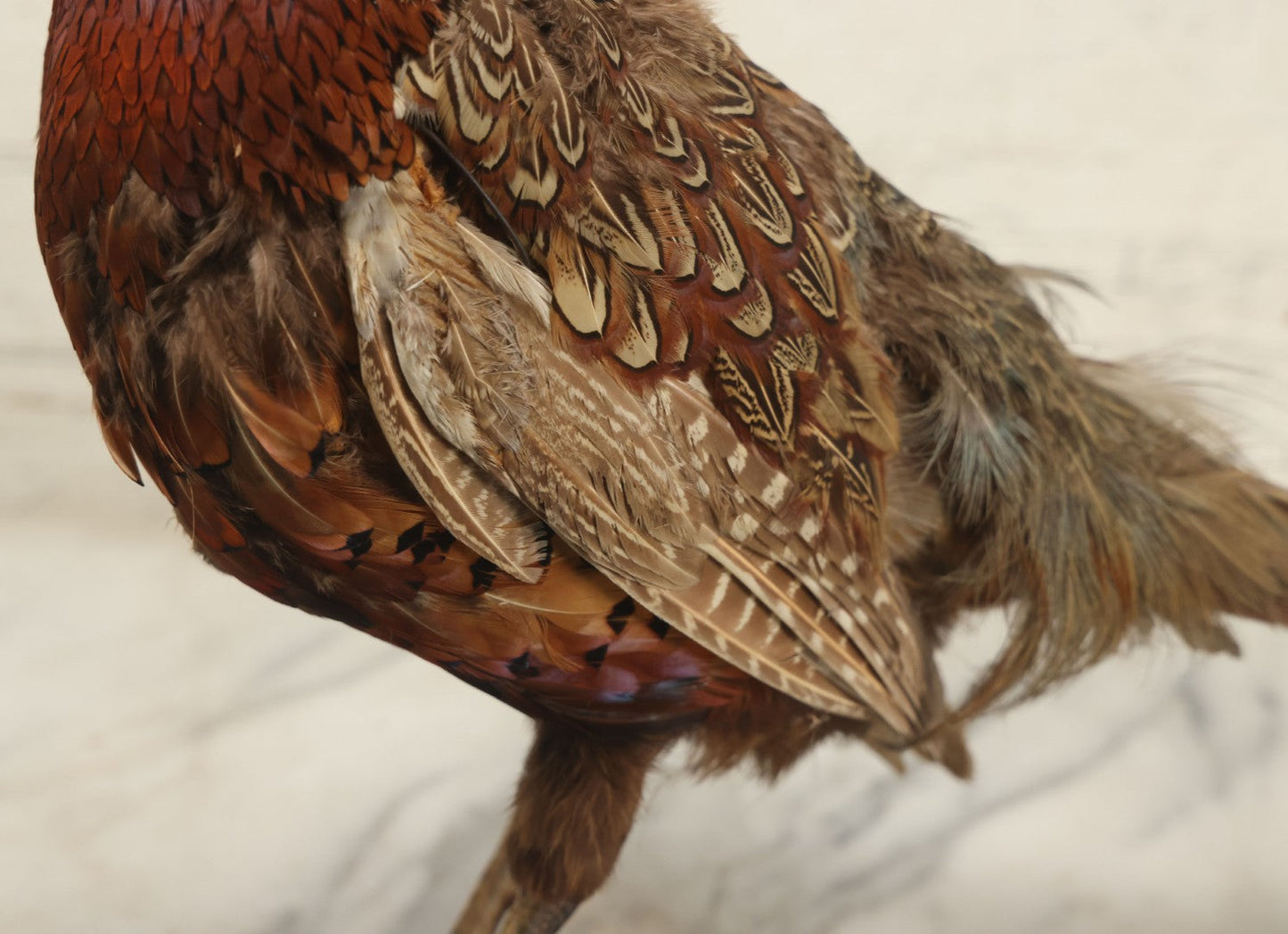Lot 007 - Vintage Standing Pheasant Taxidermy On Base