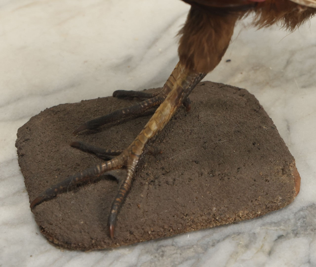 Lot 007 - Vintage Standing Pheasant Taxidermy On Base