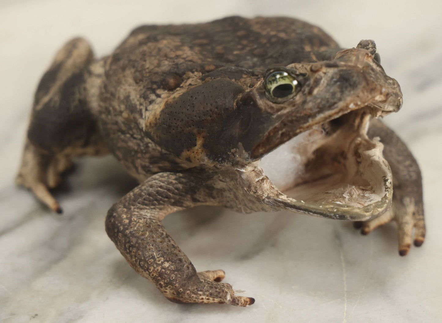 Lot 008 - Vintage Toad Taxidermy, Note Rough Condition, Missing Mouth