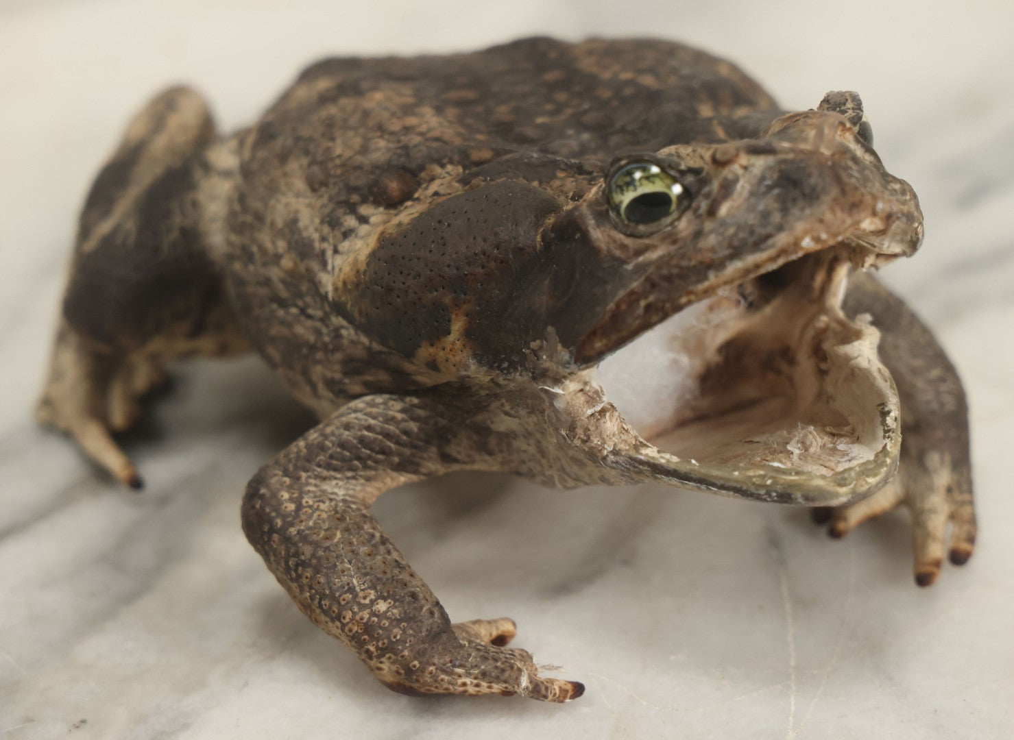 Lot 008 - Vintage Toad Taxidermy, Note Rough Condition, Missing Mouth