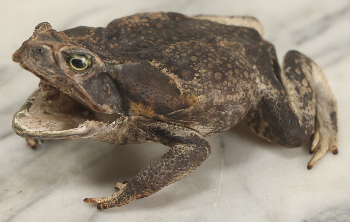 Lot 008 - Vintage Toad Taxidermy, Note Rough Condition, Missing Mouth