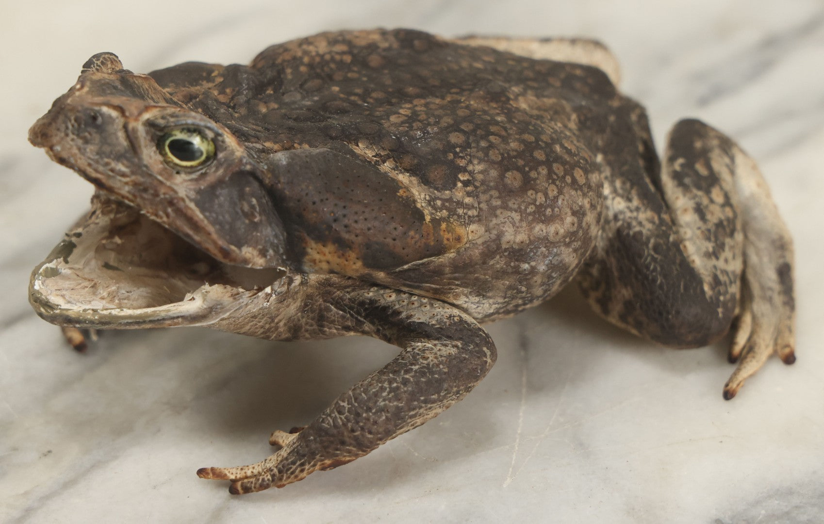 Lot 008 - Vintage Toad Taxidermy, Note Rough Condition, Missing Mouth