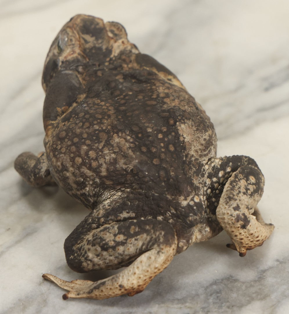 Lot 008 - Vintage Toad Taxidermy, Note Rough Condition, Missing Mouth