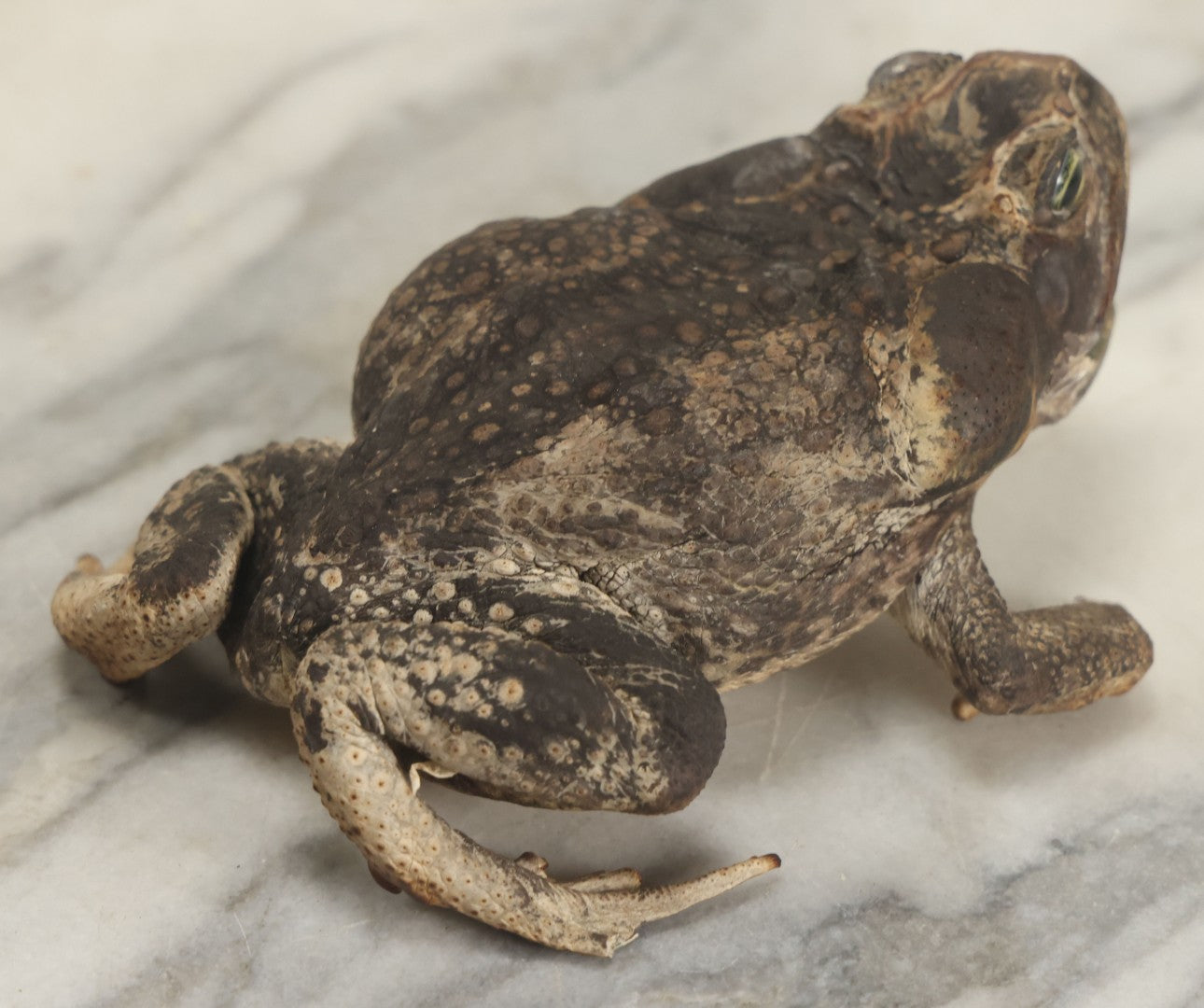 Lot 008 - Vintage Toad Taxidermy, Note Rough Condition, Missing Mouth