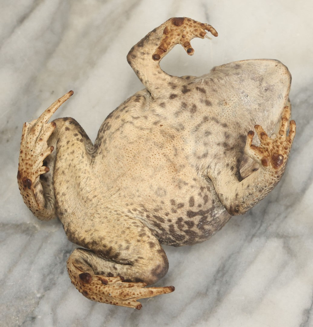 Lot 008 - Vintage Toad Taxidermy, Note Rough Condition, Missing Mouth