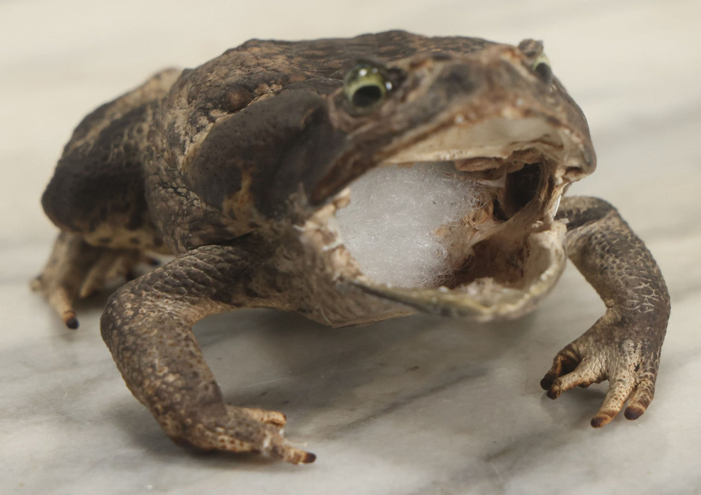 Lot 008 - Vintage Toad Taxidermy, Note Rough Condition, Missing Mouth