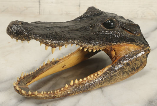 Lot 009 - Vintage Alligator Head Taxidermy, Medium Size