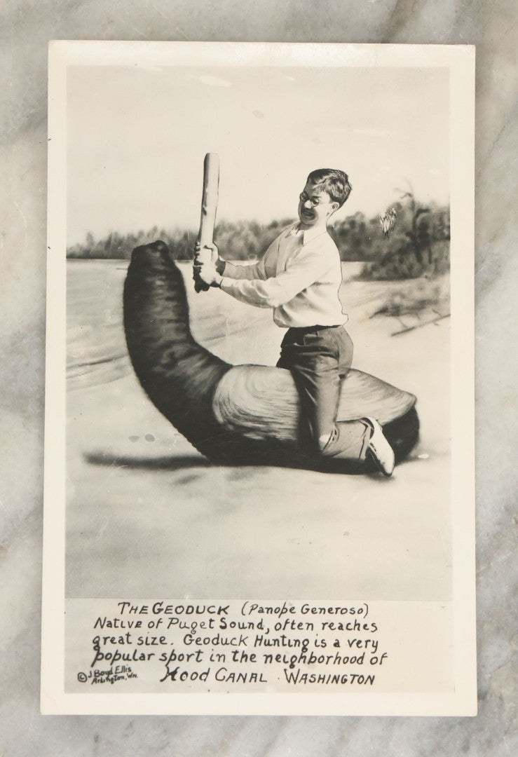 Lot 146 - Vintage Novelty Postcard, Boy Fighting Giant Snail, "The Geoduck, Native Of Puget Sound" Hood Canal, Washington, By J. Boyd Ellis, Arlington, Washington