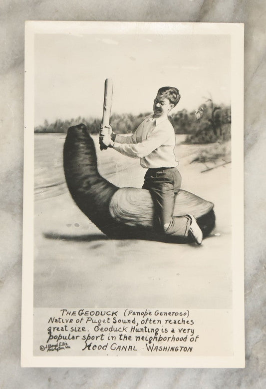 Lot 146 - Vintage Novelty Postcard, Boy Fighting Giant Snail, "The Geoduck, Native Of Puget Sound" Hood Canal, Washington, By J. Boyd Ellis, Arlington, Washington