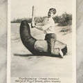Lot 146 - Vintage Novelty Postcard, Boy Fighting Giant Snail, "The Geoduck, Native Of Puget Sound" Hood Canal, Washington, By J. Boyd Ellis, Arlington, Washington