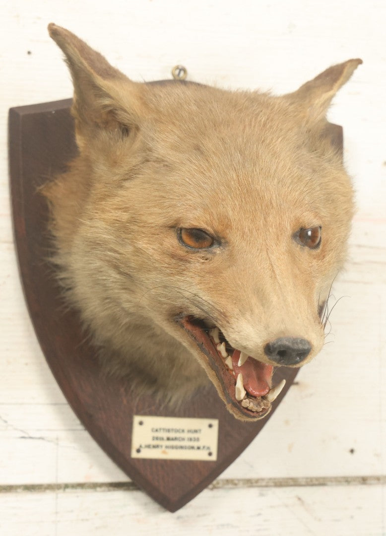Lot 002 - Vintage Taxidermy Fox Head Mount With Plaque And Paper Label On Verso, Cattistock Hunt, Dorset, England, March 26th, 1935, Hunted By A. Henry Higginson, M.F.H. (Master Of Foxhounds), Taxidermy By F.W. Bartlett, Banbury, Mount 7-3/4" x 10-1/4"