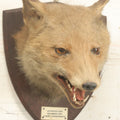 Lot 002 - Vintage Taxidermy Fox Head Mount With Plaque And Paper Label On Verso, Cattistock Hunt, Dorset, England, March 26th, 1935, Hunted By A. Henry Higginson, M.F.H. (Master Of Foxhounds), Taxidermy By F.W. Bartlett, Banbury, Mount 7-3/4" x 10-1/4"