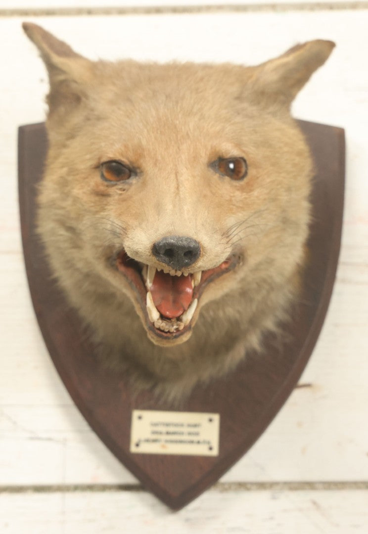 Lot 002 - Vintage Taxidermy Fox Head Mount With Plaque And Paper Label On Verso, Cattistock Hunt, Dorset, England, March 26th, 1935, Hunted By A. Henry Higginson, M.F.H. (Master Of Foxhounds), Taxidermy By F.W. Bartlett, Banbury, Mount 7-3/4" x 10-1/4"