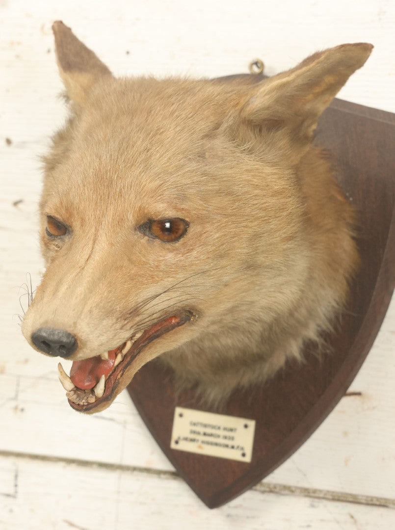 Lot 002 - Vintage Taxidermy Fox Head Mount With Plaque And Paper Label On Verso, Cattistock Hunt, Dorset, England, March 26th, 1935, Hunted By A. Henry Higginson, M.F.H. (Master Of Foxhounds), Taxidermy By F.W. Bartlett, Banbury, Mount 7-3/4" x 10-1/4"