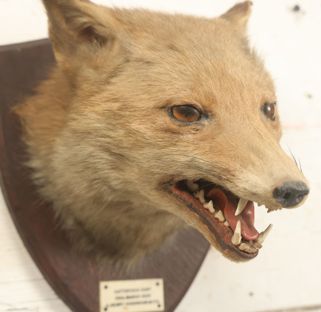 Lot 002 - Vintage Taxidermy Fox Head Mount With Plaque And Paper Label On Verso, Cattistock Hunt, Dorset, England, March 26th, 1935, Hunted By A. Henry Higginson, M.F.H. (Master Of Foxhounds), Taxidermy By F.W. Bartlett, Banbury, Mount 7-3/4" x 10-1/4"