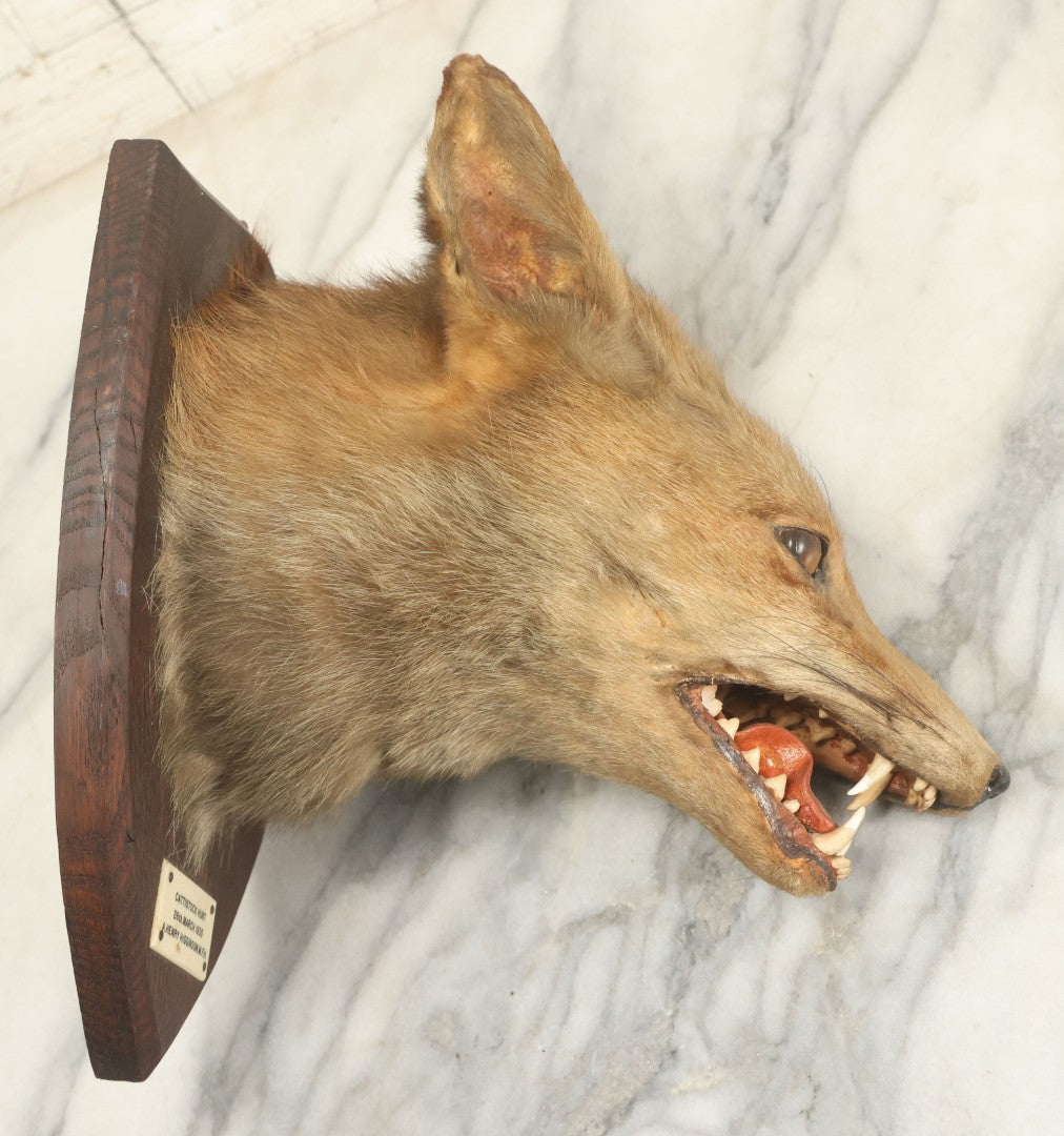 Lot 002 - Vintage Taxidermy Fox Head Mount With Plaque And Paper Label On Verso, Cattistock Hunt, Dorset, England, March 26th, 1935, Hunted By A. Henry Higginson, M.F.H. (Master Of Foxhounds), Taxidermy By F.W. Bartlett, Banbury, Mount 7-3/4" x 10-1/4"