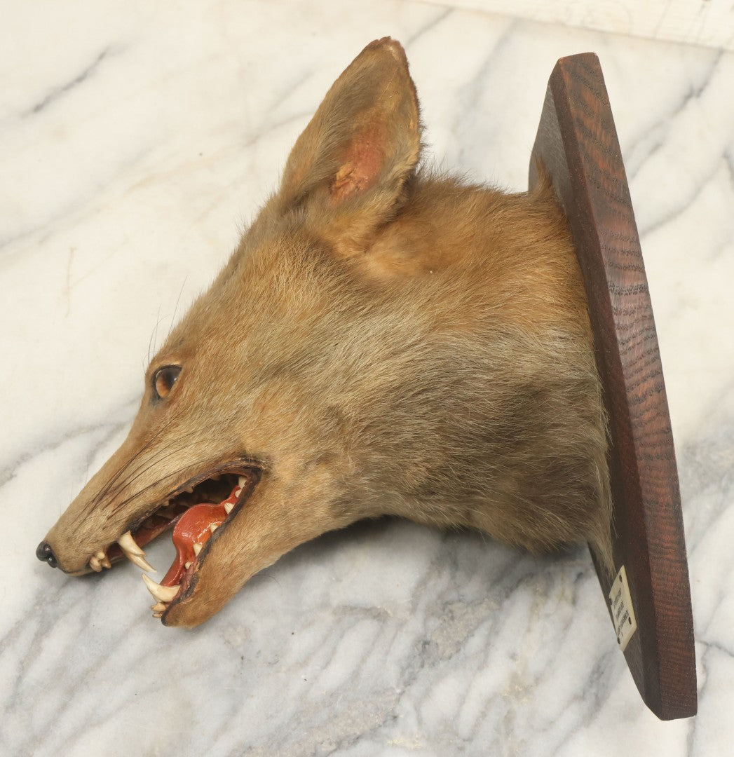 Lot 002 - Vintage Taxidermy Fox Head Mount With Plaque And Paper Label On Verso, Cattistock Hunt, Dorset, England, March 26th, 1935, Hunted By A. Henry Higginson, M.F.H. (Master Of Foxhounds), Taxidermy By F.W. Bartlett, Banbury, Mount 7-3/4" x 10-1/4"