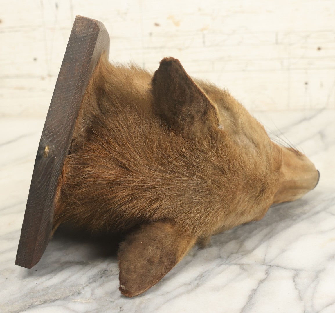 Lot 002 - Vintage Taxidermy Fox Head Mount With Plaque And Paper Label On Verso, Cattistock Hunt, Dorset, England, March 26th, 1935, Hunted By A. Henry Higginson, M.F.H. (Master Of Foxhounds), Taxidermy By F.W. Bartlett, Banbury, Mount 7-3/4" x 10-1/4"
