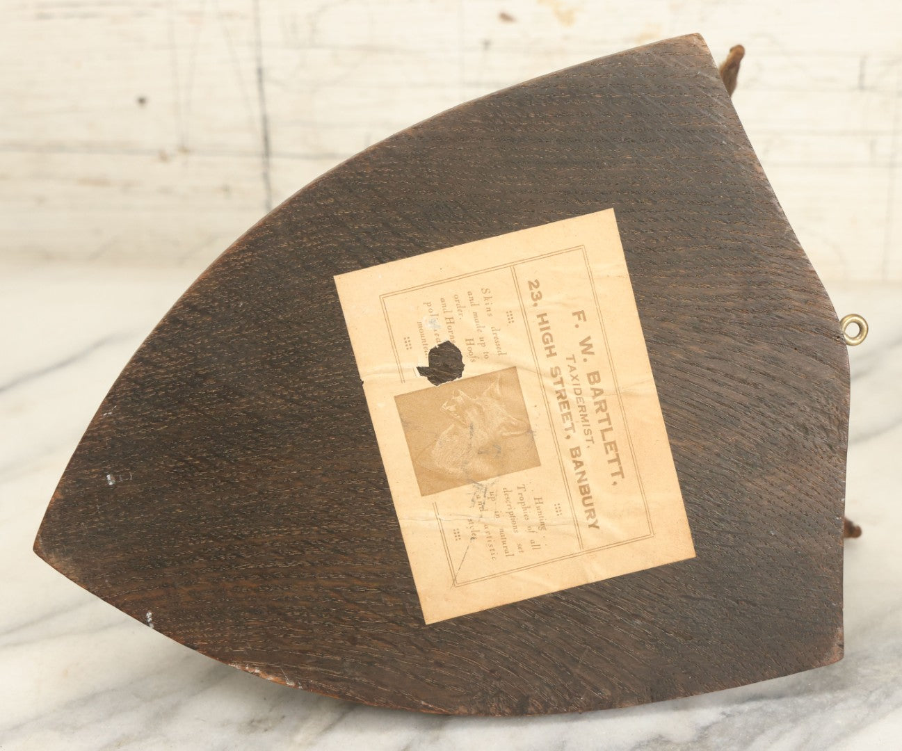 Lot 002 - Vintage Taxidermy Fox Head Mount With Plaque And Paper Label On Verso, Cattistock Hunt, Dorset, England, March 26th, 1935, Hunted By A. Henry Higginson, M.F.H. (Master Of Foxhounds), Taxidermy By F.W. Bartlett, Banbury, Mount 7-3/4" x 10-1/4"