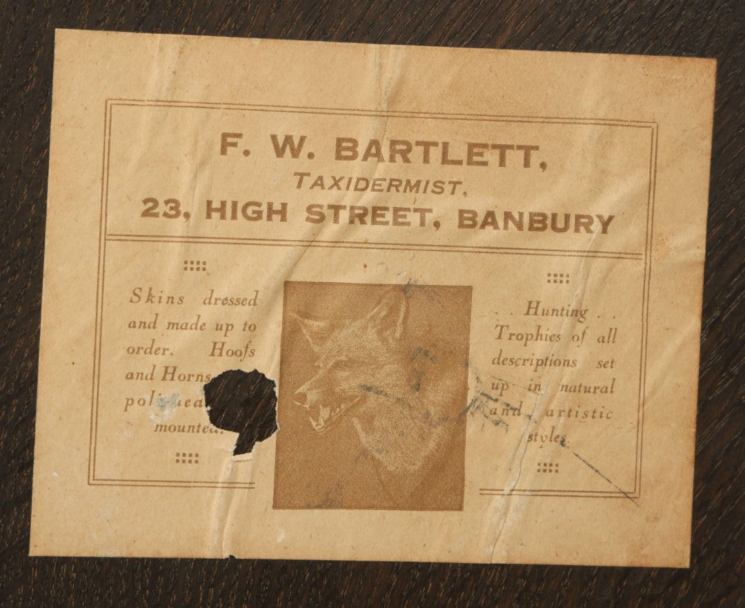 Lot 002 - Vintage Taxidermy Fox Head Mount With Plaque And Paper Label On Verso, Cattistock Hunt, Dorset, England, March 26th, 1935, Hunted By A. Henry Higginson, M.F.H. (Master Of Foxhounds), Taxidermy By F.W. Bartlett, Banbury, Mount 7-3/4" x 10-1/4"