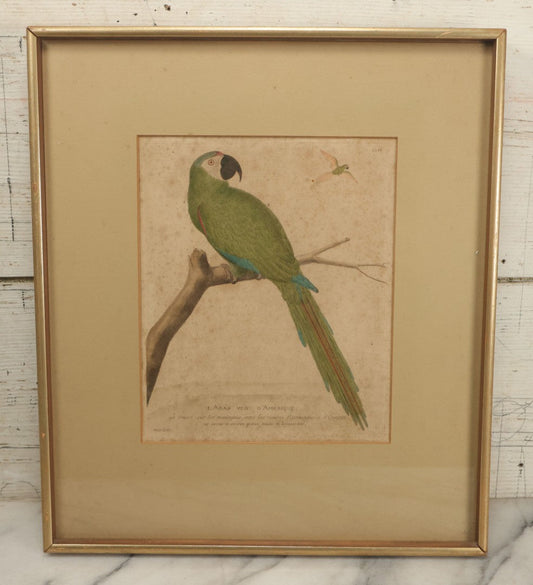 Lot 072 - Antique Hand Colored Natural History Engraving, "The Green Macaw Of America," Attributed To François-Nicolas Martinet, Circa Late 18th Century, In Vintage Frame, Overall Dimensions 14-7/8" x 17-1/8"