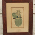 Lot 074 - Antique Hand Colored Botanical Copper Etching Of Eucomis Bifolia (Two-Leaved Eucomis), Plate No. 840, Curtis's Botanical Magazine, F. Sansom After Syd Edwards, In Frame, Dated 1805, Overall Dimensions 11-1/2" x 14-1/2"