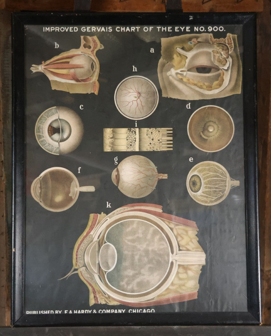 Antique Improved Gervais Chart Of The Eye No. 900 Anatomy Poster, Published By F.A. Hardy & Company, Chicago, In Frame. 29-3/8" x 37-3/8"