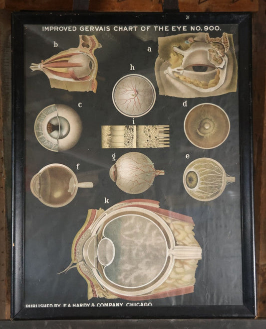 Antique Improved Gervais Chart Of The Eye No. 900 Anatomy Poster, Published By F.A. Hardy & Company, Chicago, In Frame. 29-3/8" x 37-3/8"