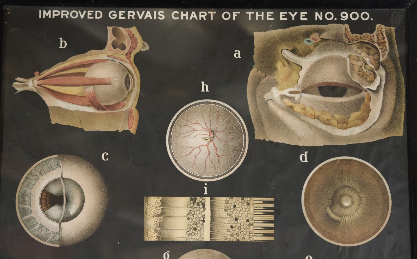 Antique Improved Gervais Chart Of The Eye No. 900 Anatomy Poster, Published By F.A. Hardy & Company, Chicago, In Frame. 29-3/8" x 37-3/8"