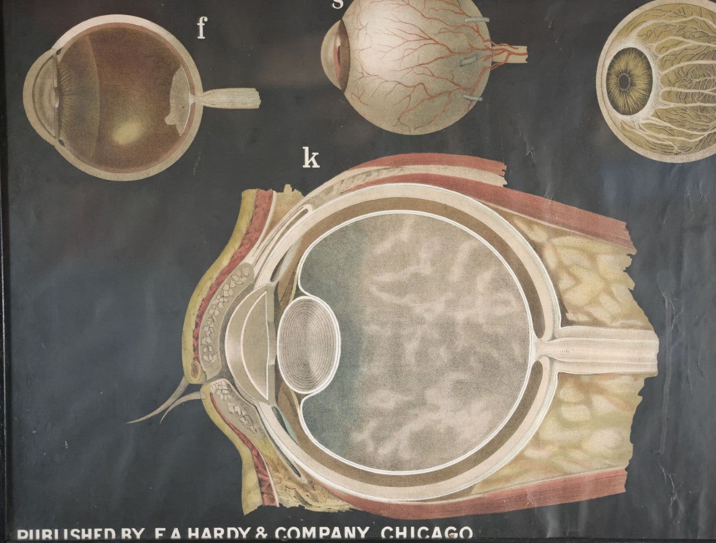 Antique Improved Gervais Chart Of The Eye No. 900 Anatomy Poster, Published By F.A. Hardy & Company, Chicago, In Frame. 29-3/8" x 37-3/8"