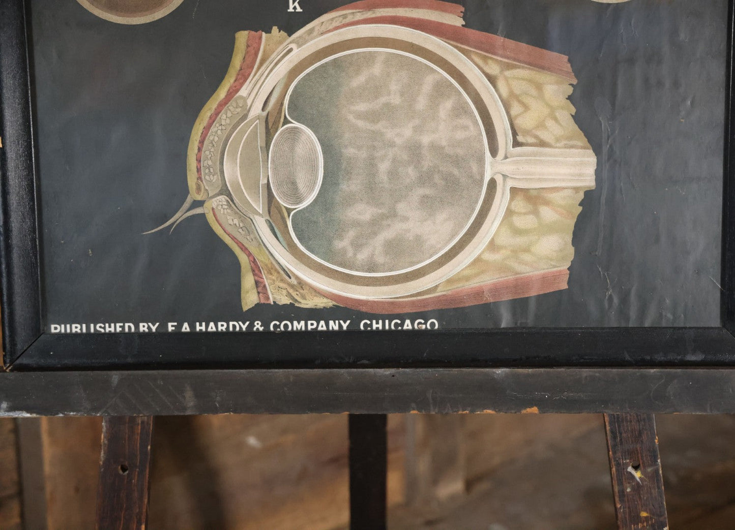 Antique Improved Gervais Chart Of The Eye No. 900 Anatomy Poster, Published By F.A. Hardy & Company, Chicago, In Frame. 29-3/8" x 37-3/8"
