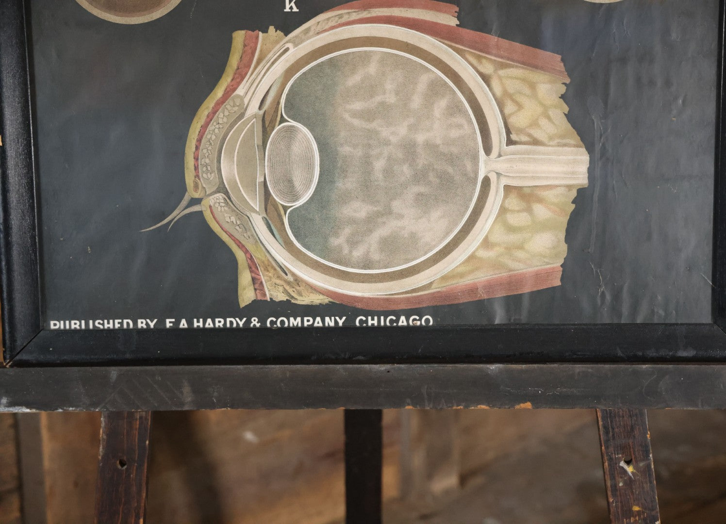 Antique Improved Gervais Chart Of The Eye No. 900 Anatomy Poster, Published By F.A. Hardy & Company, Chicago, In Frame. 29-3/8" x 37-3/8"
