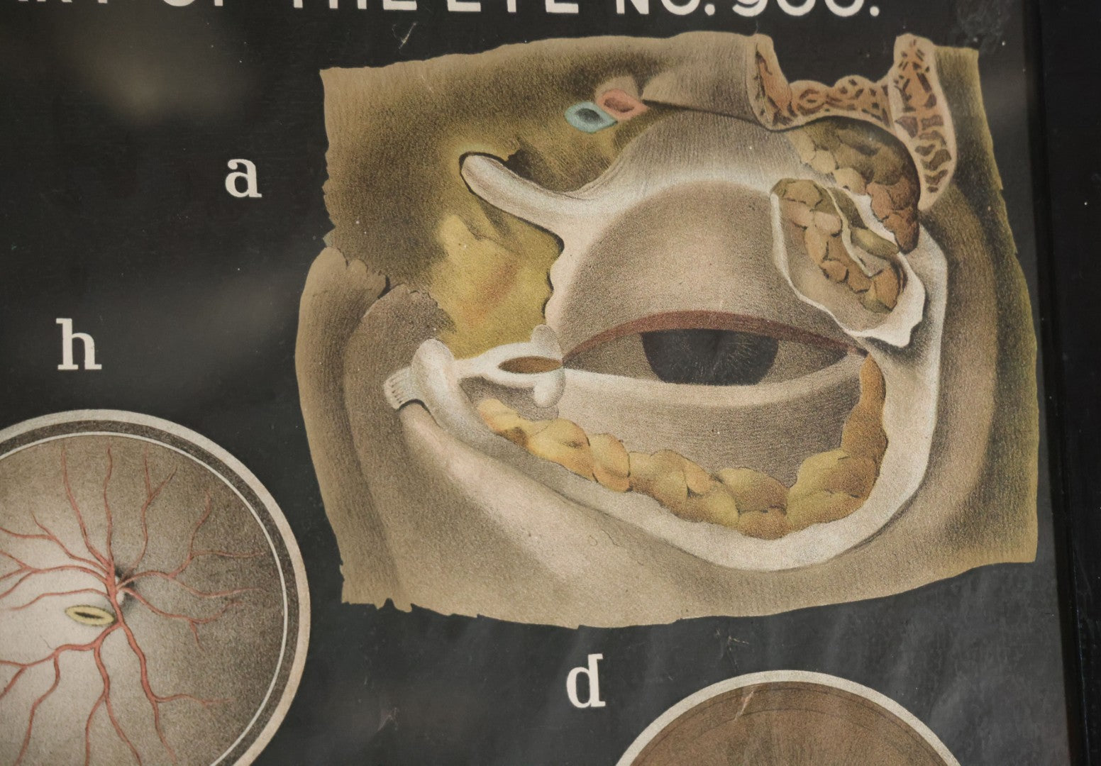 Antique Improved Gervais Chart Of The Eye No. 900 Anatomy Poster, Published By F.A. Hardy & Company, Chicago, In Frame. 29-3/8" x 37-3/8"