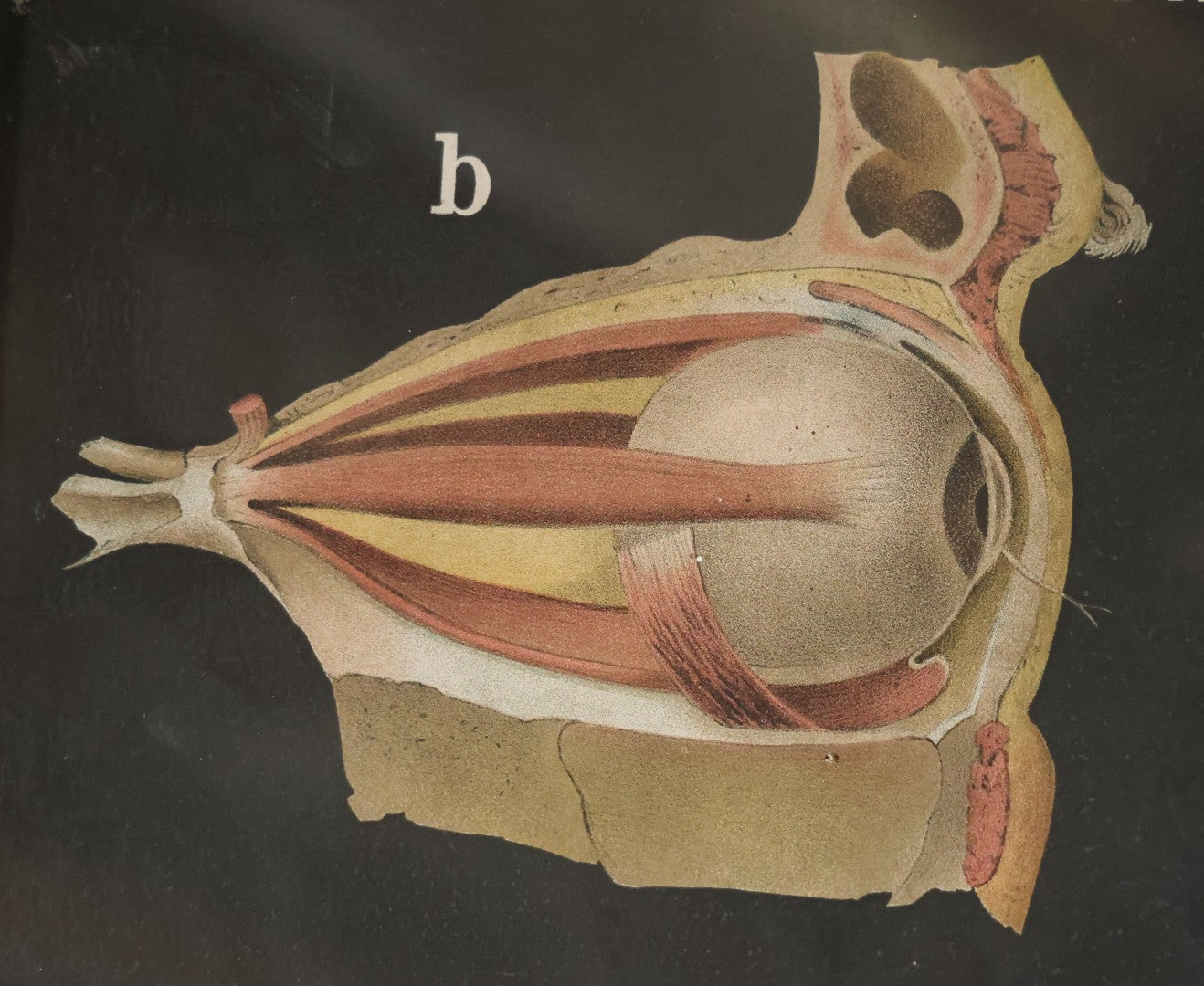 Antique Improved Gervais Chart Of The Eye No. 900 Anatomy Poster, Published By F.A. Hardy & Company, Chicago, In Frame. 29-3/8" x 37-3/8"