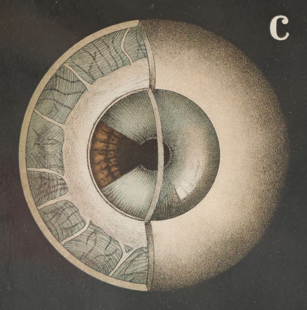 Antique Improved Gervais Chart Of The Eye No. 900 Anatomy Poster, Published By F.A. Hardy & Company, Chicago, In Frame. 29-3/8" x 37-3/8"